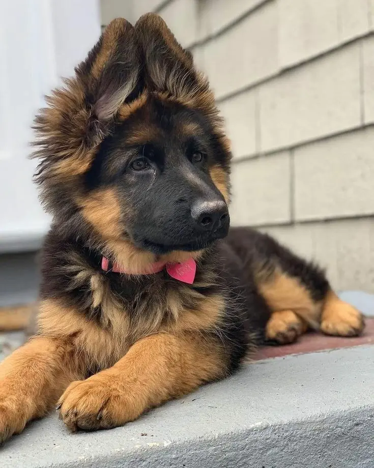 German Shepherd