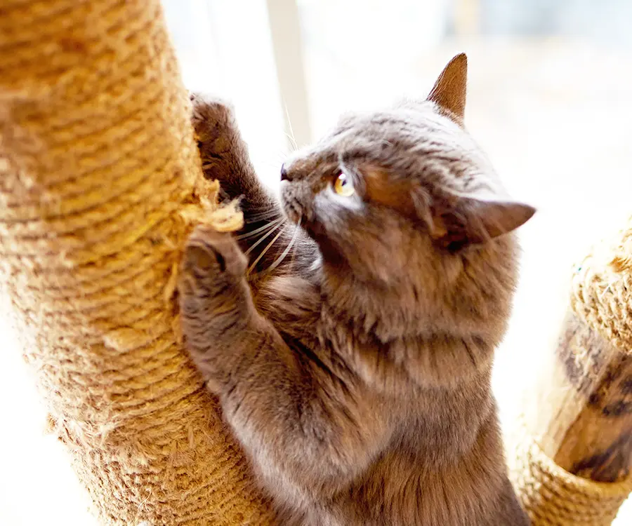 Cat Scratching Post